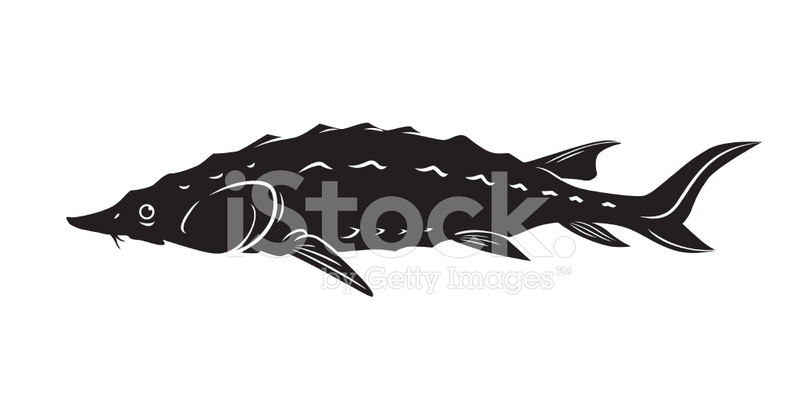 800x400 Sturgeon Vector Stock Vector