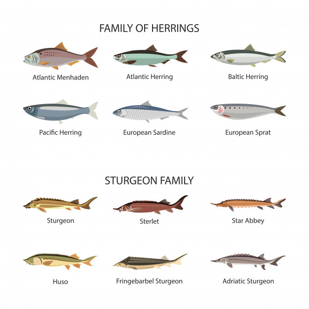 626x626 Sturgeon Vectors, Photos And Free Download