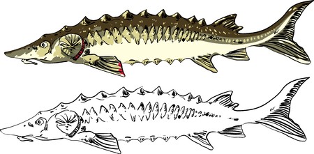 450x221 Sturgeon Fish Isolated On White Background Vector Seafood