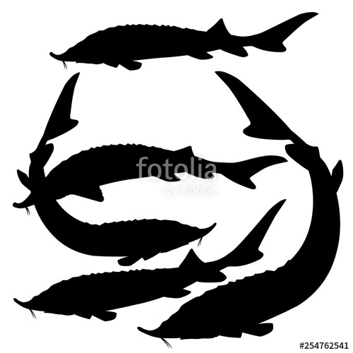500x500 Sturgeon Fishes Vector Stock Image And Royalty Free Vector