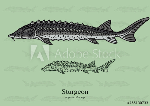500x354 Sturgeon Vector Illustration With Refined Details And Optimized