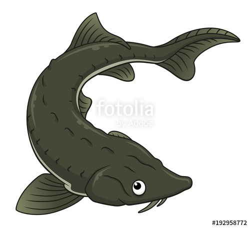 500x457 Cartoon Black Sturgeon Stock Image And Royalty Free Vector