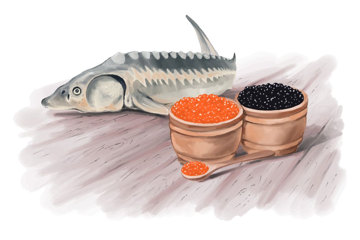 1158x772 Sturgeon Fish And Caviar Hand Painting Vector