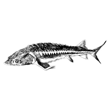 450x450 Sturgeon Fish Sketch Vector Graphics Black And White Monochrome
