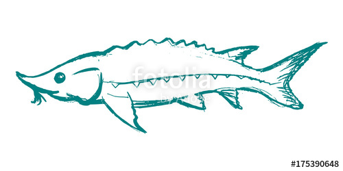 500x250 Sturgeon Freshwater Fish Stock Image And Royalty Free Vector