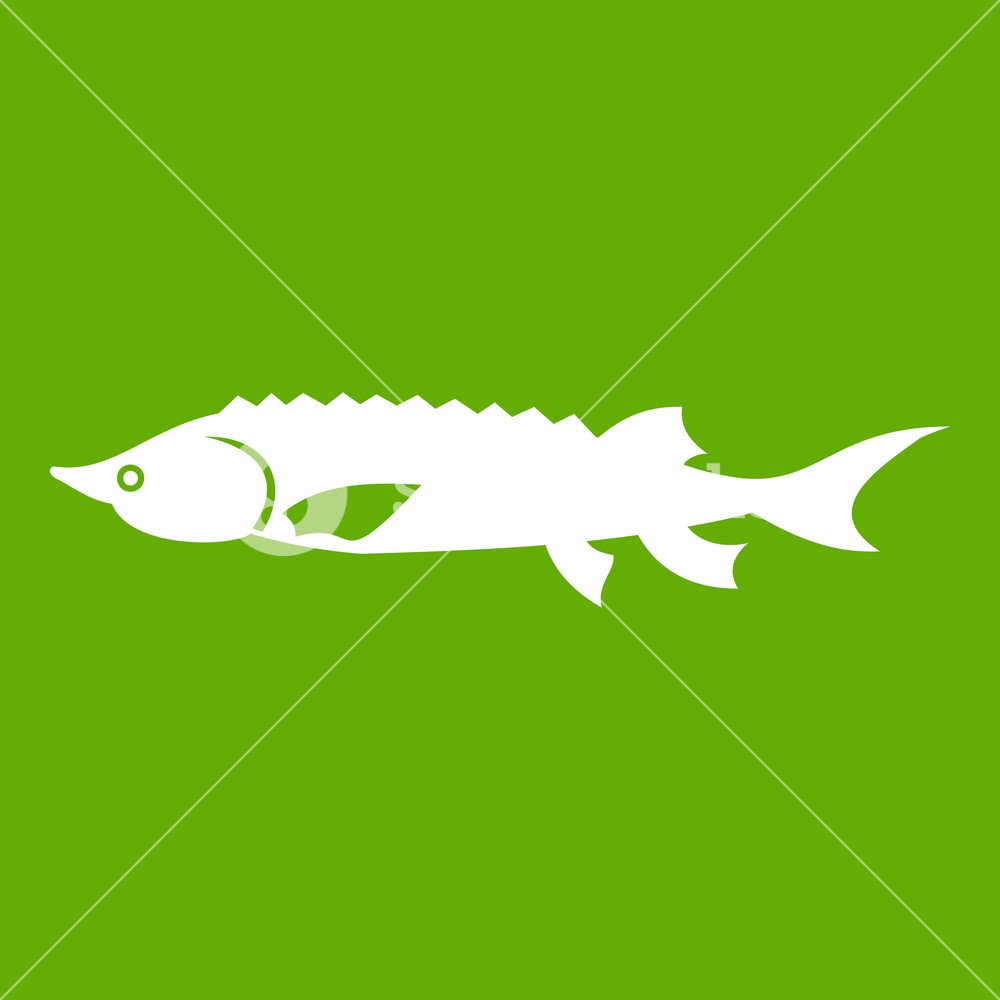 1000x1000 Fresh Sturgeon Fish Icon White Isolated On Green Background