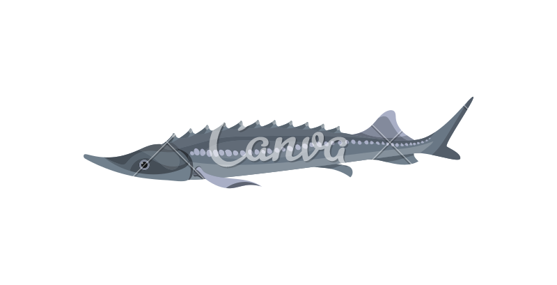 800x409 Gray Atlantic Sturgeon Predatory Fish Marine Fauna Sea