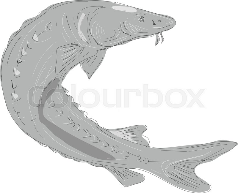 800x650 Illustration Of A Lake Sturgeon Stock Vector Colourbox