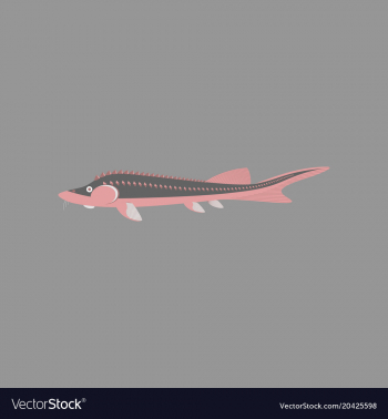 350x378 In Flat Style Sturgeon Vector Image