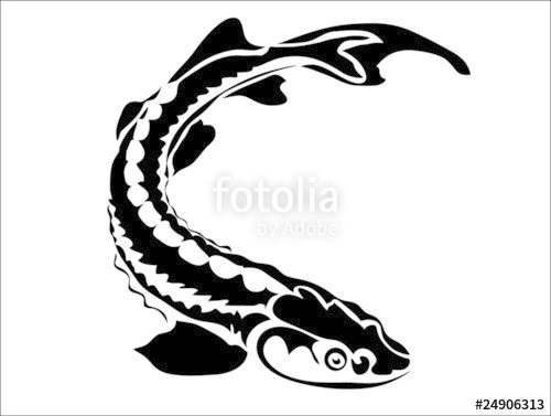 500x377 Osetr Sturgeon Stock Image And Royalty Free Vector