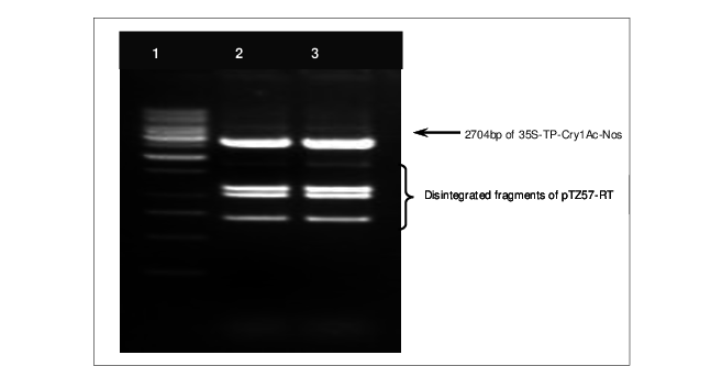 657x333 Digestion Of Ptz Tpcry Sub Vector With Hindiii And Drai Enzymes