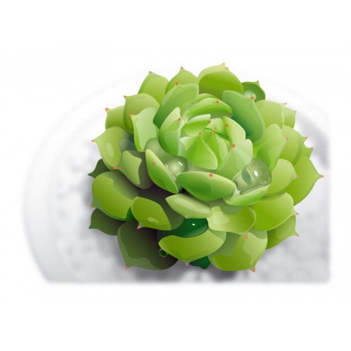 500x500 Photorealistic Succulent Plant Graphic Vector