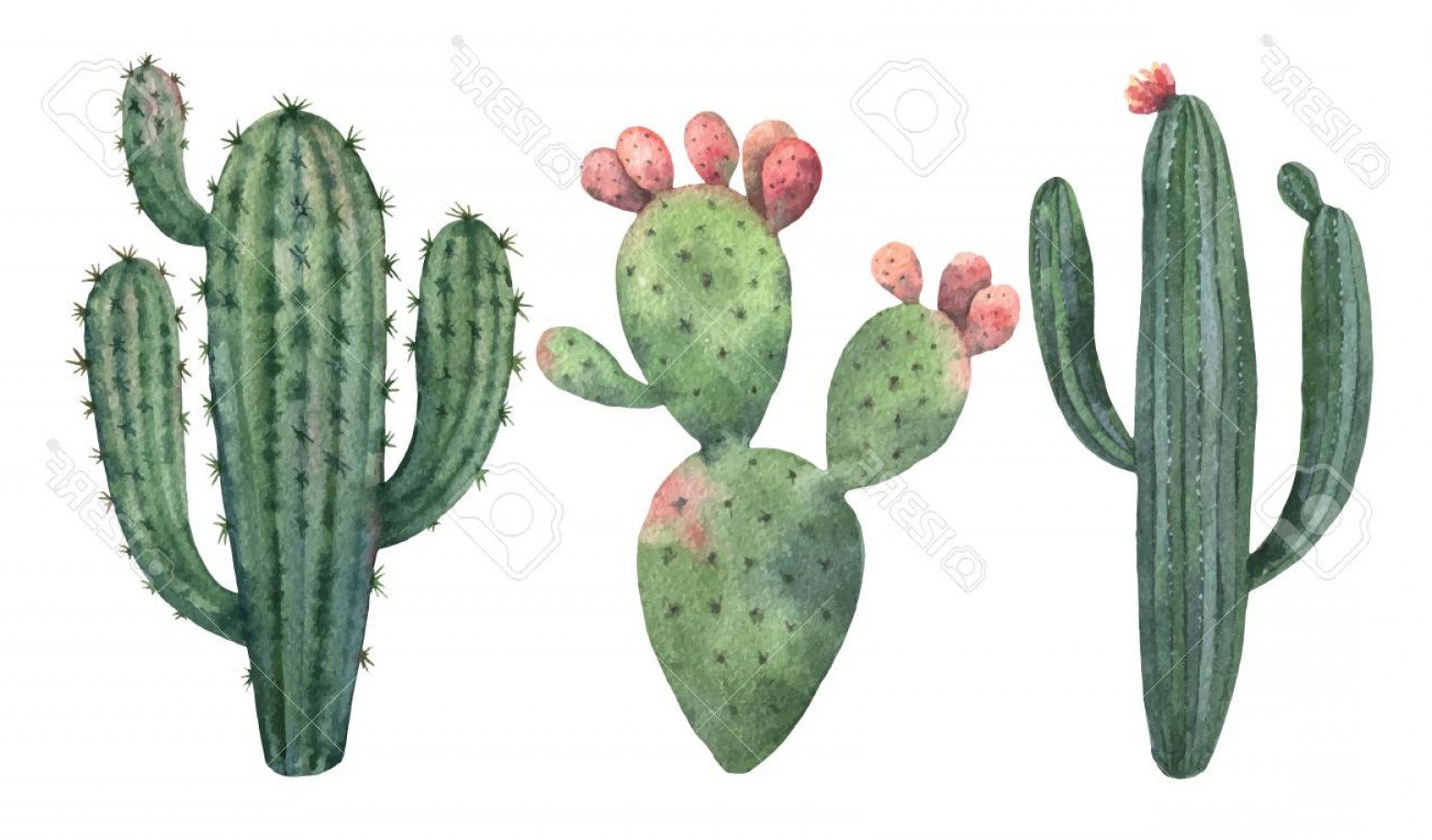 1560x916 Photostock Vector Watercolor Vector Set Of Cacti And Succulent