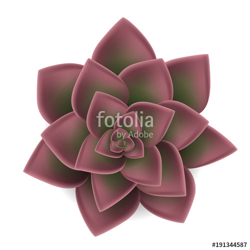 500x500 Red Succulent Plant From Top View Realistic Vector Illustration