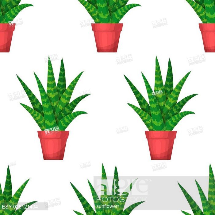 701x700 Aloe Vera In Pot