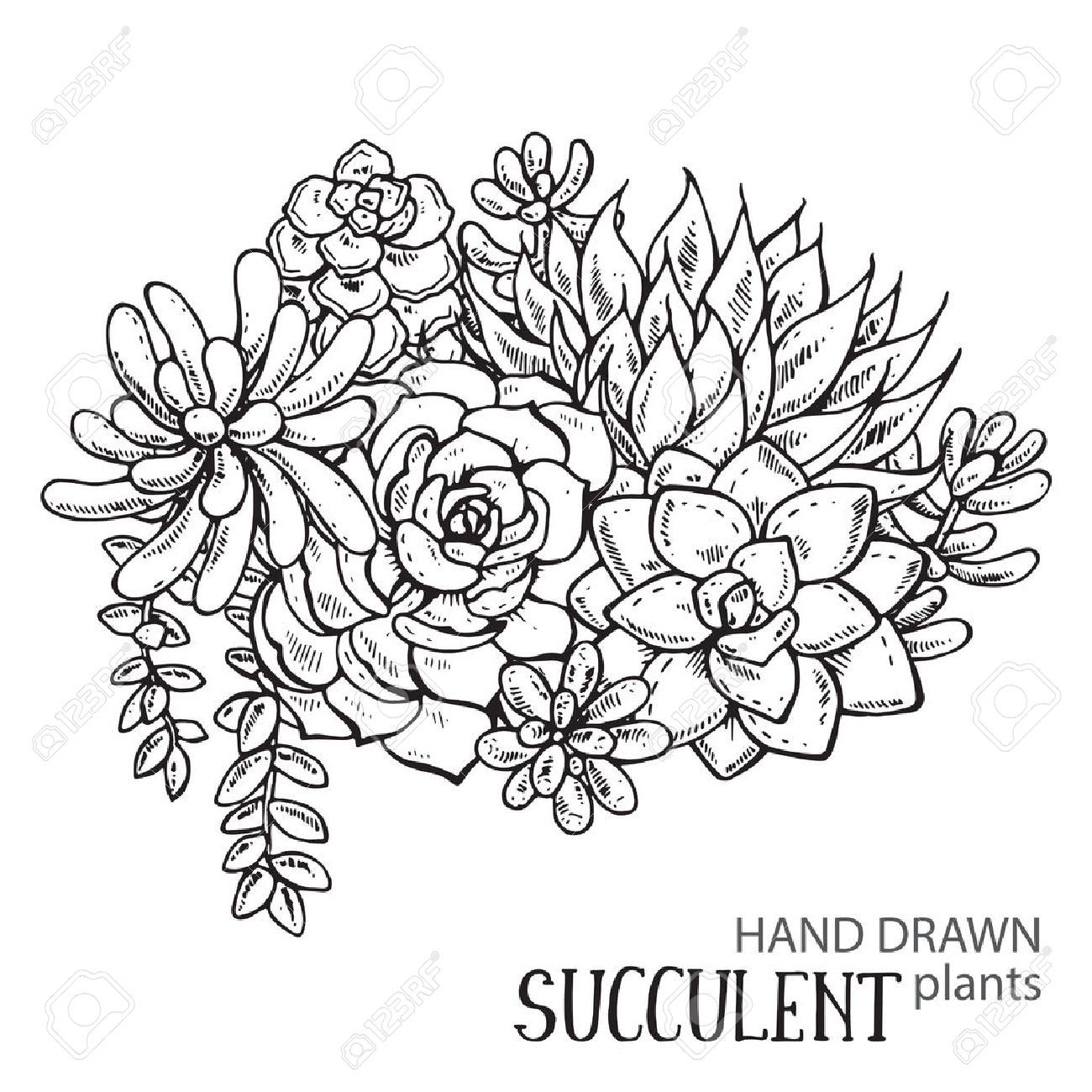 1300x1300 Stock Vector Tattoos In Succulents Drawing, Succulent