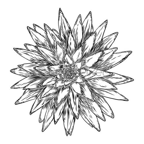 500x500 Succulent Cactus Flower, Hand Drawn Terrarium Echeveria Cacti Wild