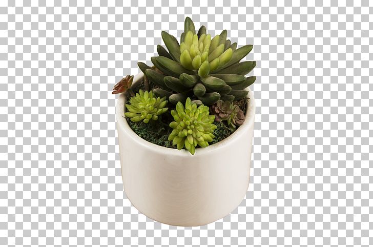 728x482 Succulent Plant Euclidean Png, Clipart, Bons Cactaceae, Cactus