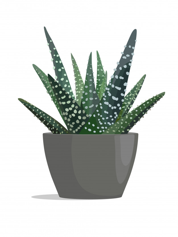 626x834 Succulent Plant Vectors, Photos And Free Download