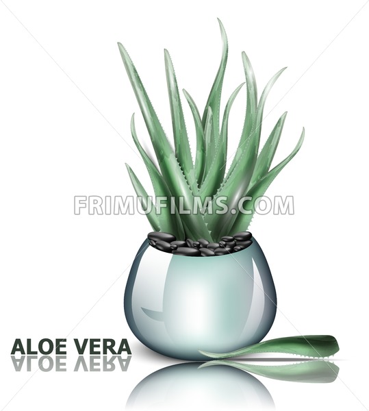 539x600 Aloe Vera Plant Vector Detailed Illustration Design Frimufilms