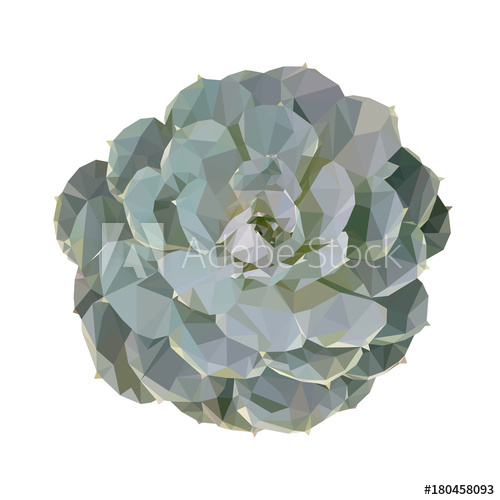 500x500 Polygonal Geometric Triangle Echeveria Lilacina, Isolated