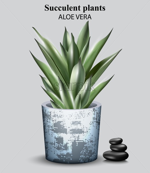 520x600 Aloe Vera Plant Vector Detailed Illustration Design Starpik