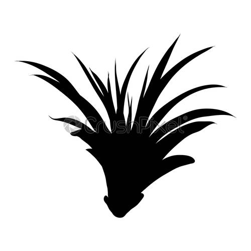 500x500 Black Silhouettes Of Succulent Cactus Flower, Hand Drawn Terrarium