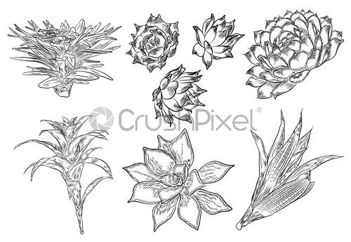 500x345 Set Of Tropical Plants, Hand Drawing, Cactus Flowers Guzmania