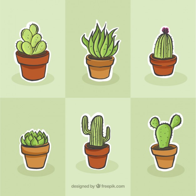 626x625 Succulent Vectors, Photos And Free Download