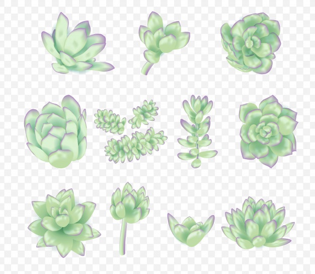 626x544 Vector Succulents Collection Vector Premium Download