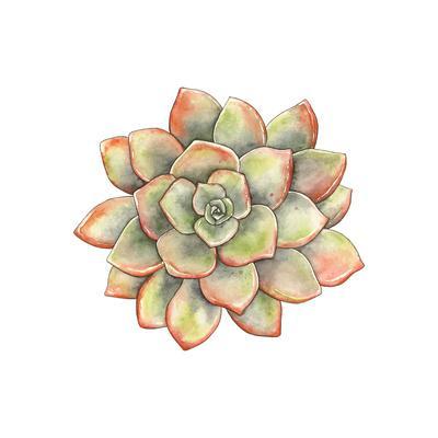 400x400 Watercolor Succulent, Vector Illustration In Vintage Style Art Print