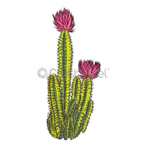 500x500 Bright Vivid Cacti Cactus Or Exotic Desert Plant Succulent Vector