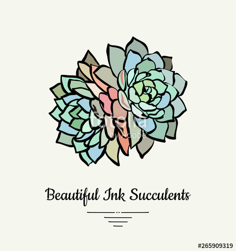 470x500 Echeveria Hand Drawn Succulent Vector Isolated Illustration