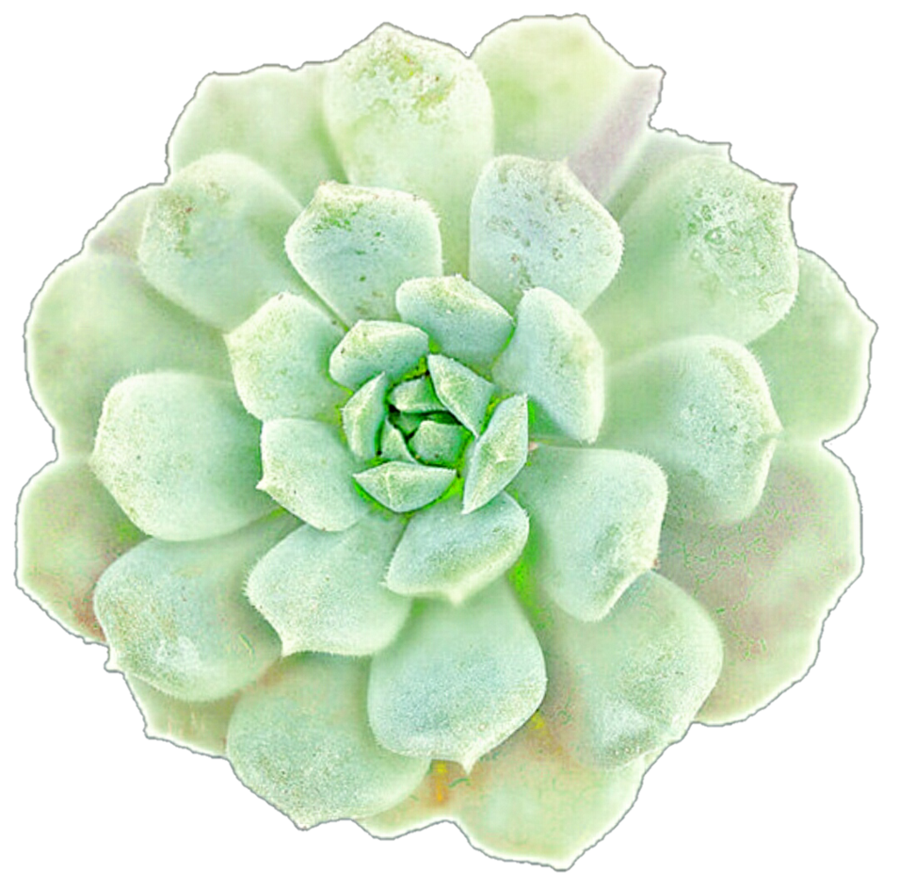 Succulent Vector Free