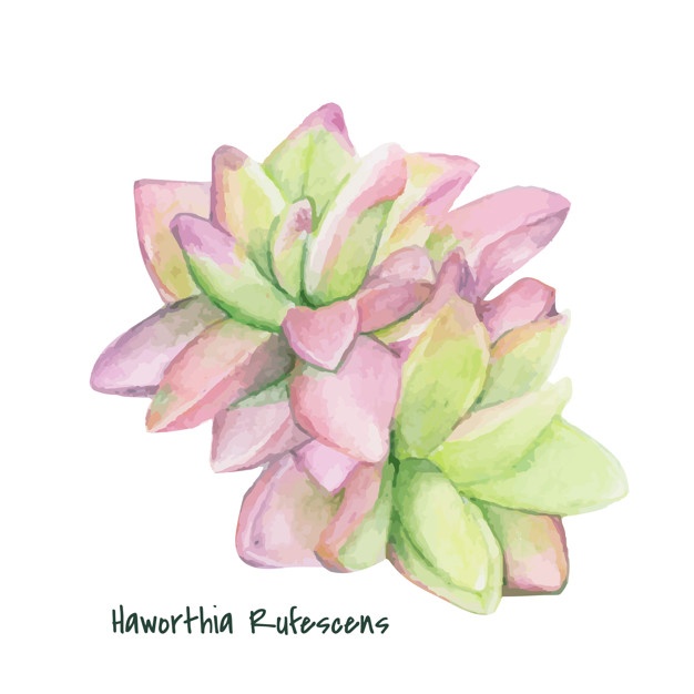 626x626 Hand Drawn Haworthia Rufescens Succulent Vector