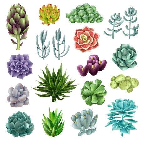 450x450 Set Of Gradient Colored Succulents And Artichokes Leaves