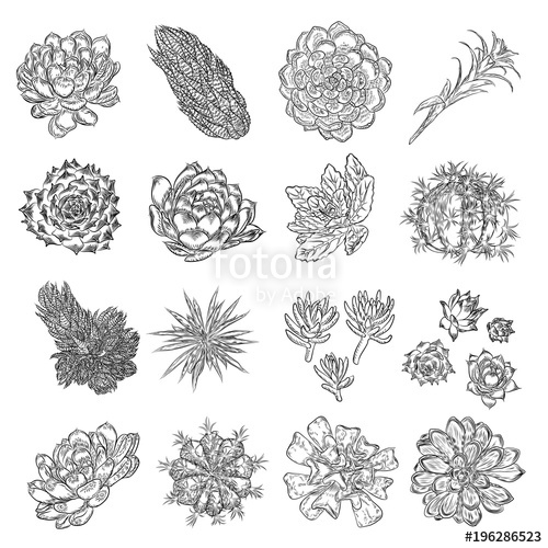 Succulent Vector Free at Vectorified.com | Collection of Succulent ...