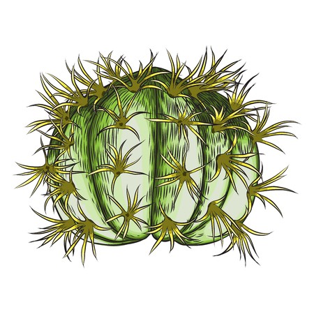 450x450 Bright Vivid Cacti Cactus Or Exotic Desert Plant Succulent Vector