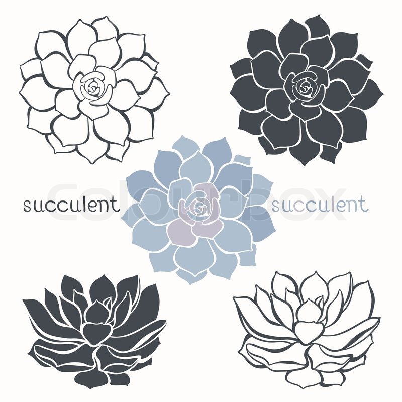 800x800 Graphic Set With Succulents Isolated Stock Vector Colourbox