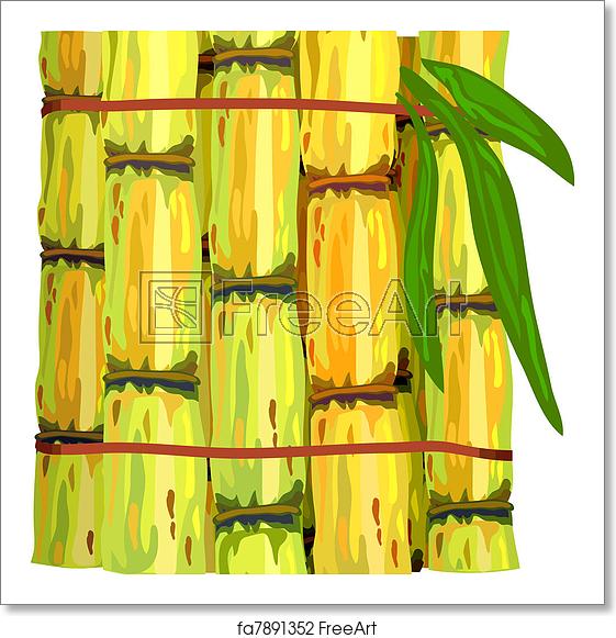 561x581 Free Art Print Of Stalks Of Sugar Cane Stalks Of Sugar Cane