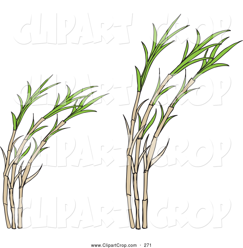 1024x1044 Sugar Cane Clipart Free Cliparts Download Images