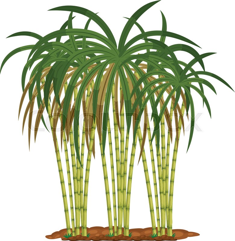 780x800 Sugar Cane Plant On White Background Stock Vector Colourbox
