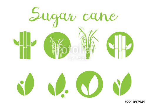 500x357 Sugar Cane Vector Illustration Sugar And Sugar Cane Labels Stock