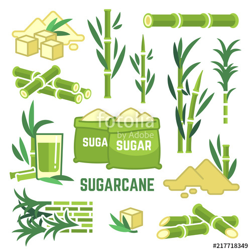 Sugar Cane Vector at Vectorified.com | Collection of Sugar Cane Vector ...