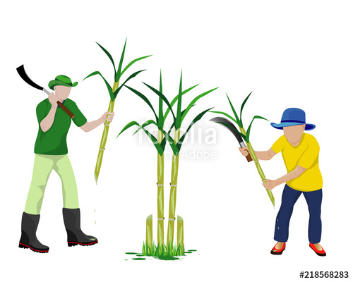 500x400 Agriculturist Harvest Sugarcane Vector Design Stock Image