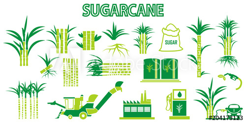 500x250 Sugar Cane Icons Vector