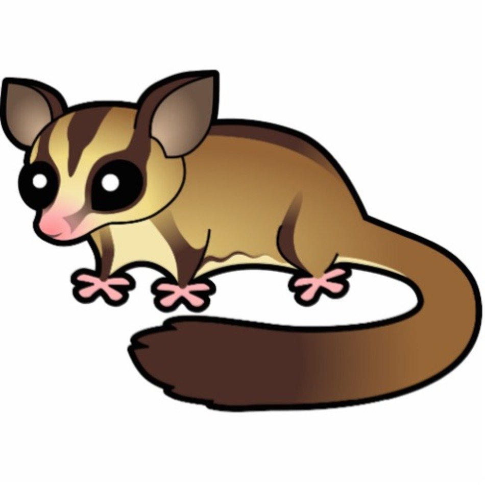 Sugar Glider Vector