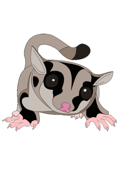 400x566 Sugar Gliders!!!by On Emaze Sugar Glider Art Gliders, Sugar