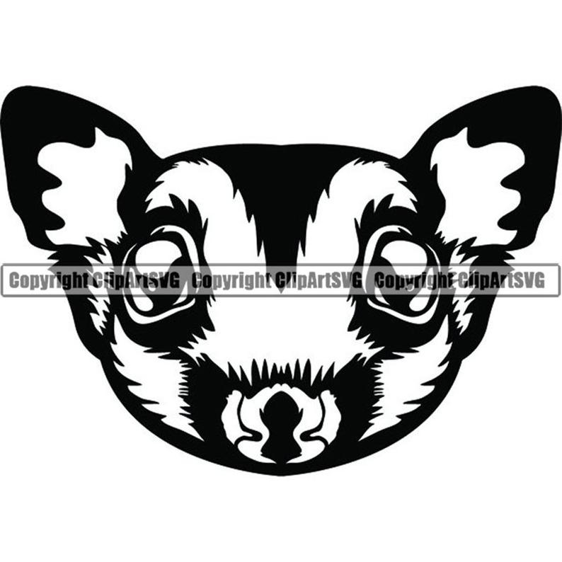 794x794 Sugar Glider Pet Flying Squirrel Wild Nocturnal Animal Etsy