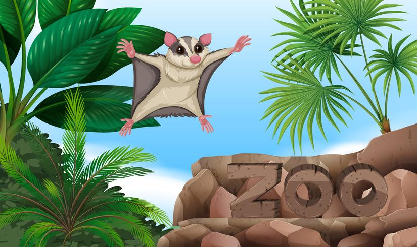 825x490 Sugar Glider Flying Over The Zoo Sign
